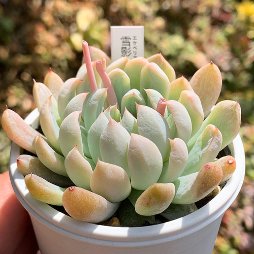 ☆雪影 多肉植物 自家栽培 国産 多肉植物 美✴︎taniku（新春フェス