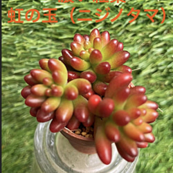 新入荷 高級苗 日本初登場 多肉植物 エケベリア 無尽灯 むじん