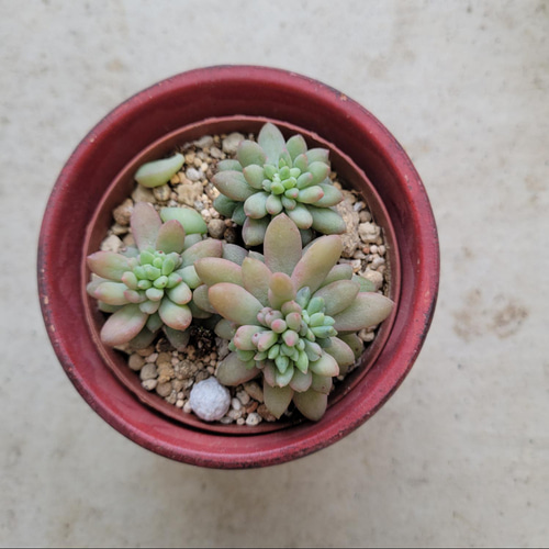 多肉植物❤ピンクベリー❤抜き苗 その他インテリア雑貨 ✰Pan✰ 通販 