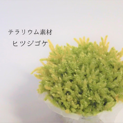 水晶入りアーシングポット（芝生タイプ） その他素材 tunsam 通販