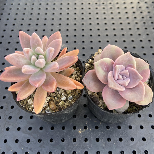 秋麗と札落ちのセット① 多肉植物 多肉植物 kanomarihome 通販｜Creema 