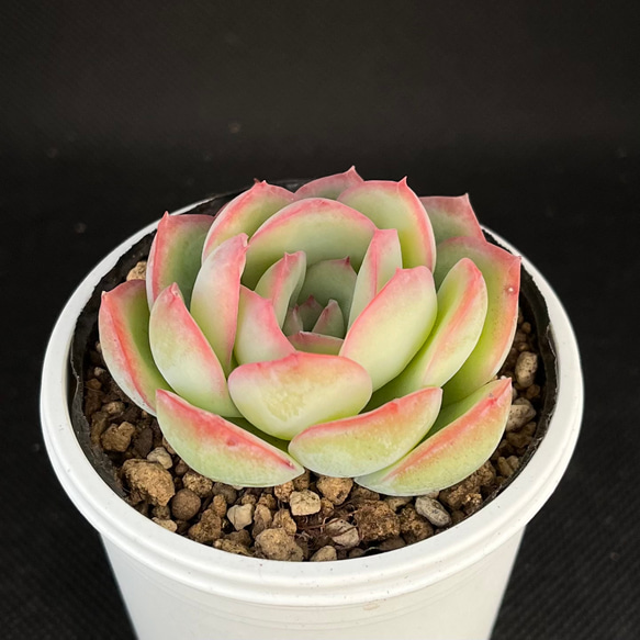 モーニングデュー 多肉植物 多肉植物 kanomarihome 通販｜Creema 