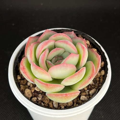 Top【選抜株】多肉植物　360052モーニングデュー　12個　鉢無し/脱土 モーニングデュー 多肉植物 多肉植物 kanomarihome 通販 13409970