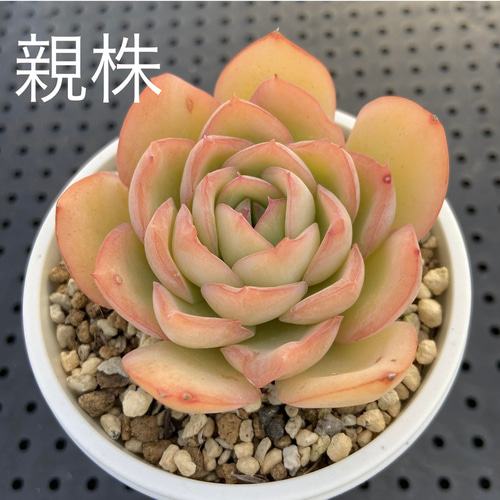 モーニングデュー 多肉植物 多肉植物 kanomarihome 通販｜Creema 