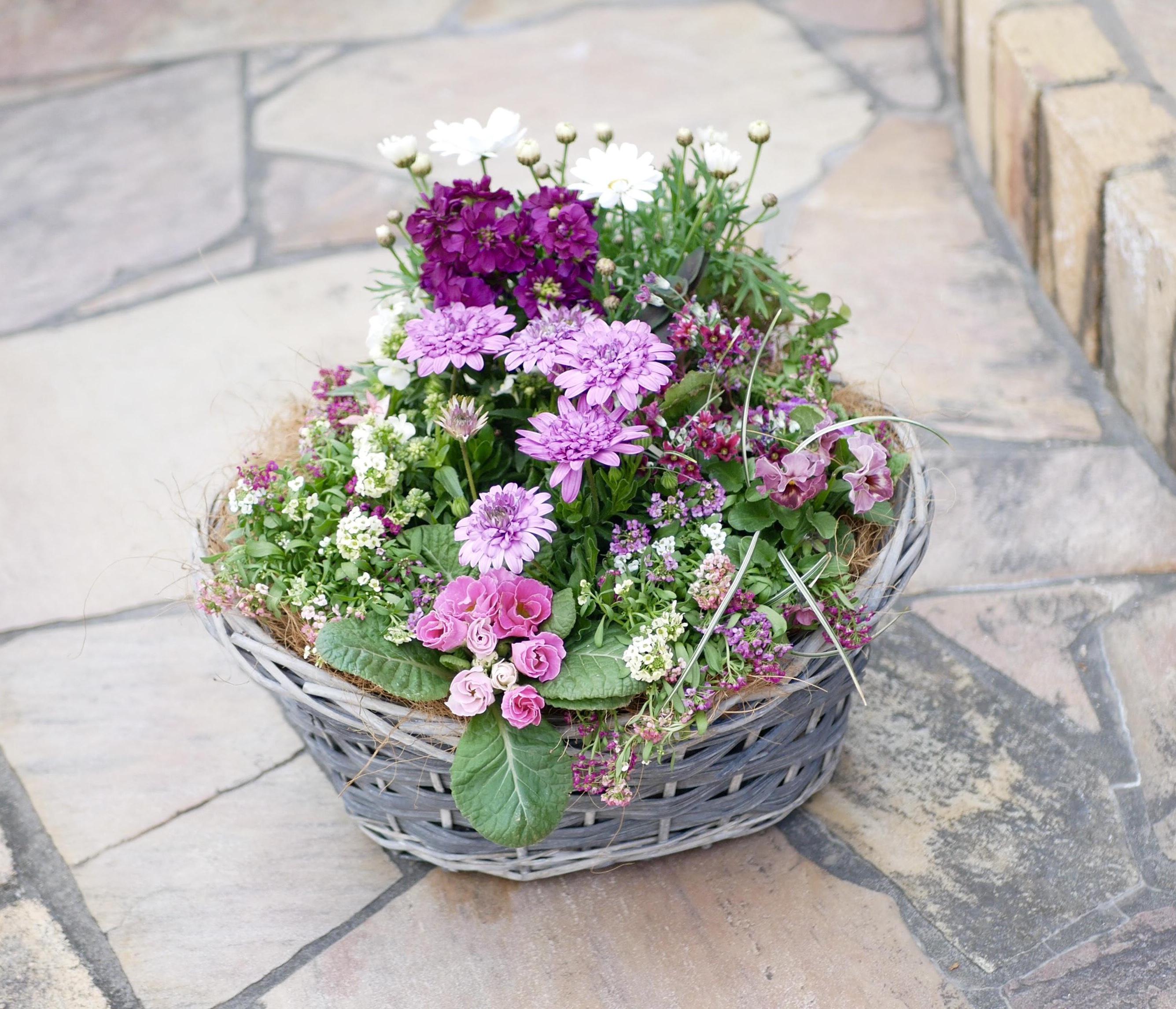 春の寄せ植えバスケット 春をたっぷり詰め込んだ 華やかな 寄せ植え バスケット 多肉植物