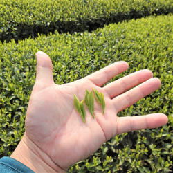 【送料無料】TeaBag浅炒りほうじ茶 緑茶の風味を残したこだわりほうじ茶【手炒りほうじ茶　琥珀】Mサイズ ３ｇ×２２コ 9枚目の画像