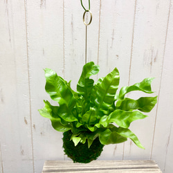 幹極太 オリーブの木 ルッカ SOUJU 8号 その他インテリア雑貨 PLANTS