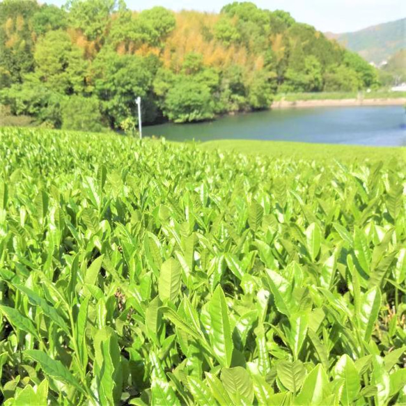 【送料無料】TeaBag深煎りほうじ茶 まろやかなほっこりほうじ茶【焙煎ほうじ茶　太陽】Mサイズ ３ｇ×２２コ 8枚目の画像