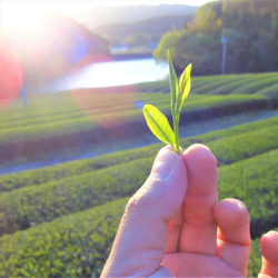 【送料無料】TeaBag深煎りほうじ茶 まろやかなほっこりほうじ茶【焙煎ほうじ茶　太陽】Mサイズ ３ｇ×２２コ 6枚目の画像