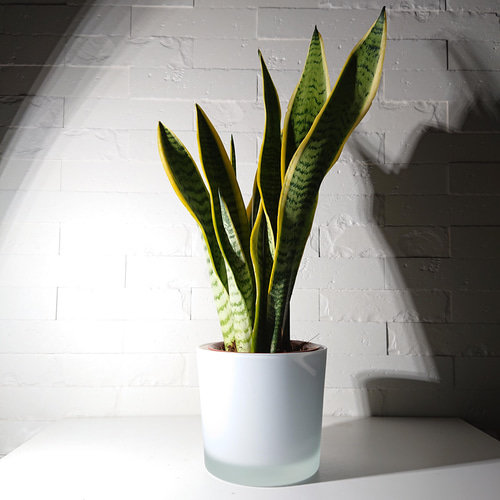 ○数量限定○空気浄化植物○”サンスベリア・ローレンティ ガラス鉢