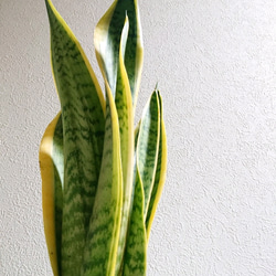 ●数量限定●空気浄化植物●”サンスベリア・ローレンティ　ガラス鉢カバーMセット/マットホワイト”　サンセベリア　観葉植物 5枚目の画像
