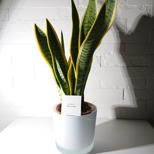サンスベリア 大型　観葉植物　鉢カバー付き　専用 観葉植物 本物 サンスベリア・ローレンティー 8号鉢 選べる鉢