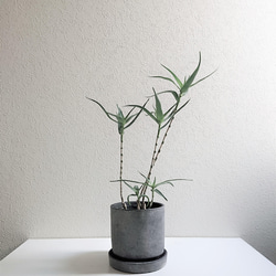 ○数量限定○新作○希少○”アロエ テヌイオール グレー鉢/受け皿セット