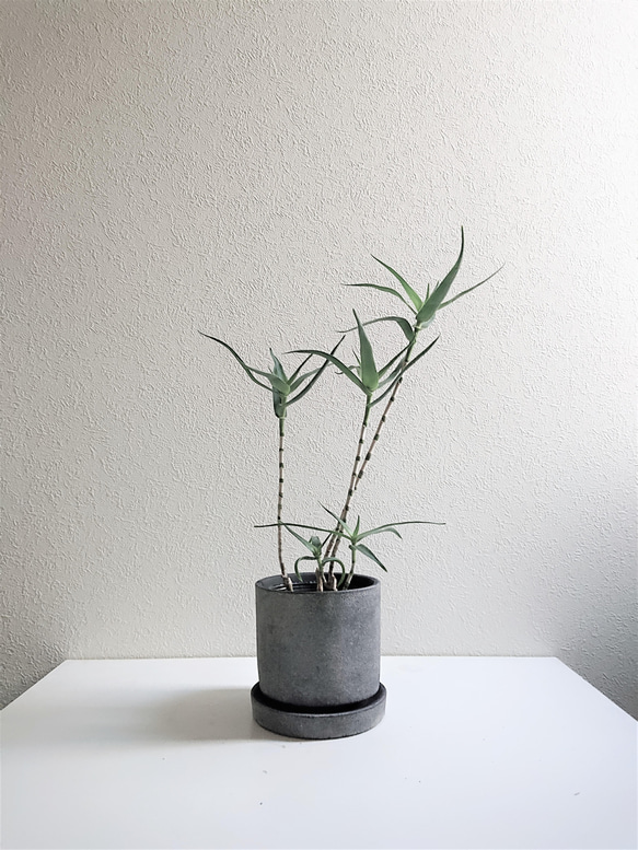 現品　アロエ　テヌイオール　陶器鉢　観葉植物　多肉植物　インテリアグリーン 現品 アロエ テヌイオール 陶器鉢 観葉植物 多肉植物 インテリア