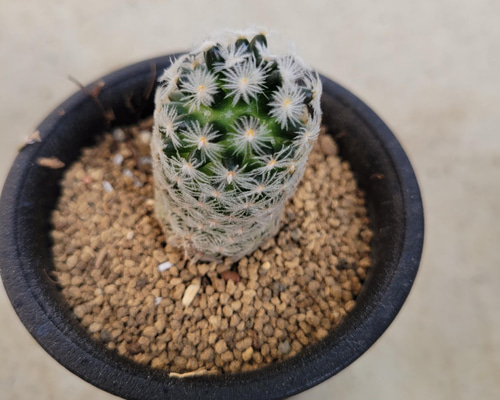 サボテン 種付き♪抜き苗 Amazon.co.jp: 白檀 サボテン 抜き苗発送 根付き : DIY・工具