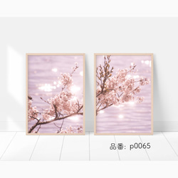 桜のフォトポスター　/ p0065 / 2枚並べて一つの風景に。家でお花見を。　/ インテリアポスター 4枚目の画像