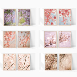 桜のフォトポスター　/ p0065 / 2枚並べて一つの風景に。家でお花見を。　/ インテリアポスター 5枚目の画像