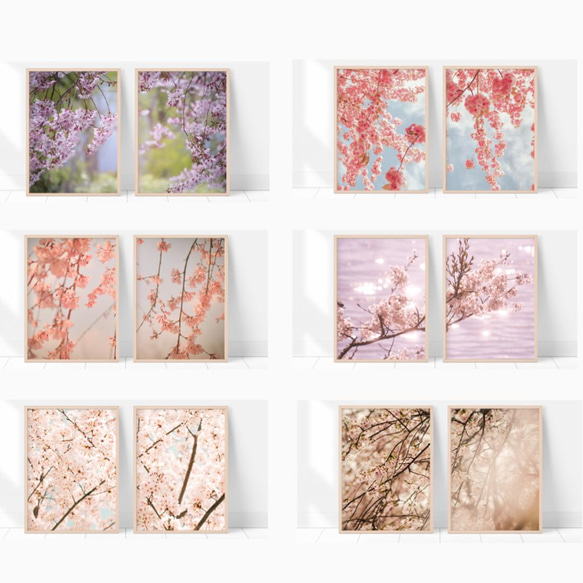 桜のフォトポスター　/ p0065 / 2枚並べて一つの風景に。家でお花見を。　/ インテリアポスター 5枚目の画像