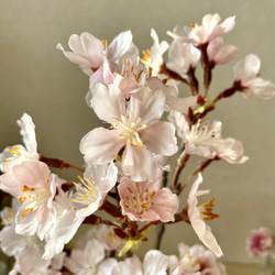 ラッピング無料！3種の桜L マジカルウォーター フラワーインテリア 新築祝 出産祝 春 ギフト 6枚目の画像