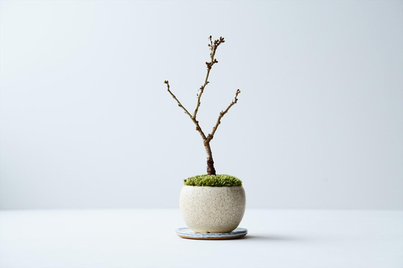 雲竜富士桜｜白ごまのうつわ 盆栽 Sekibokka 通販 13411851｜Creema