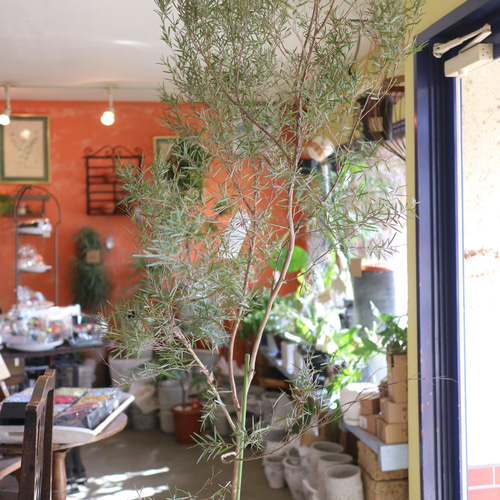 1点のみ＞とっても大きな シルバーティーツリー シンボルツリーに