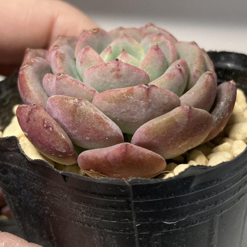 SOLD アップルパイ 厳選韓国苗 名前付き 多肉植物 〜Green〜多肉畑