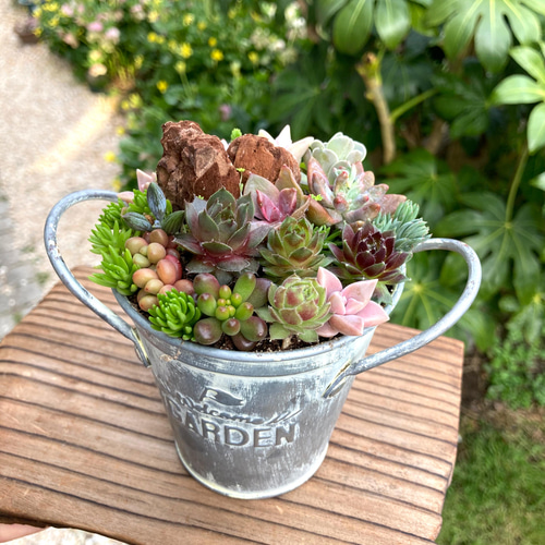 母の日 多肉植物アレンジ 「きのこのたにくの森」 多肉寄せ植え 寄せ 