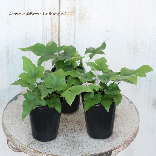 観葉植物 ドリオプテリス ペダータ 2.5号 希少 シダ 室内 観葉植物 ドリオプテリス ペダータ 2.5号 希少 シダ 室内