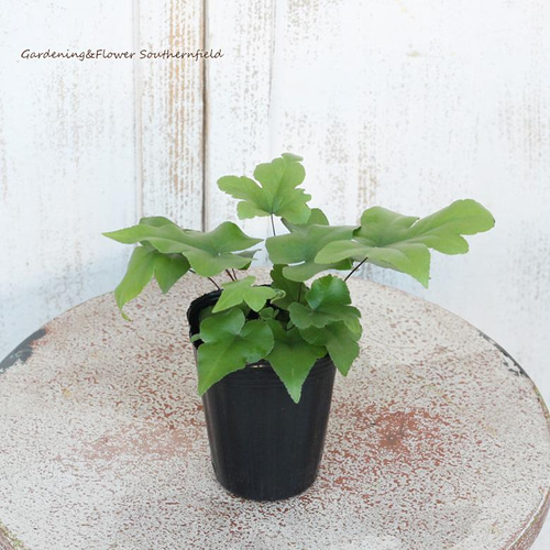 観葉植物 ドリオプテリス ペダータ 2.5号 希少 シダ 室内 観葉植物 ドリオプテリス ペダータ 2.5号 希少 シダ 室内
