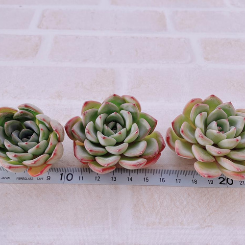 送料無料♡♡ 多肉植物 エケベリア 韓国苗 3苗 スノーフレーク