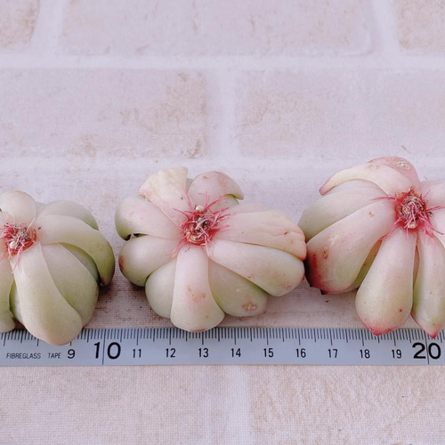 送料無料♡♡ 多肉植物 エケベリア 韓国苗 3苗 スノーフレーク