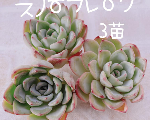 スノーフィールド◎多肉植物 カット苗 韓国苗 エケベリア等 スノーフィールド エケベリア カット苗 | 多肉植物カット苗の