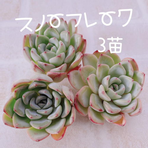 送料無料♡♡ 多肉植物 エケベリア 韓国苗 3苗 スノーフレーク