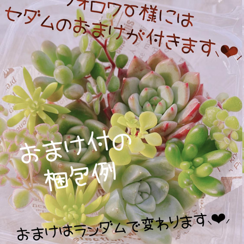 送料無料♡♡ 多肉植物 エケベリア 韓国苗 3苗 スノーフレーク