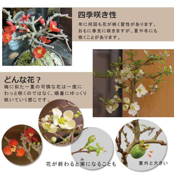 年に数回可憐な花が楽しめます【紅長寿梅（べにちょうじゅばい）の盆栽（信楽焼茶鉢】 7枚目の画像