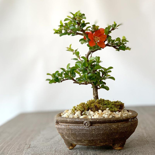 年に数回可憐な花が楽しめます【紅長寿梅（べにちょうじゅばい）の盆栽