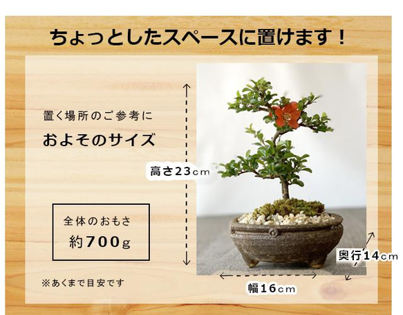 年に数回可憐な花が楽しめます【紅長寿梅（べにちょうじゅばい）の盆栽（信楽焼茶鉢】 4枚目の画像