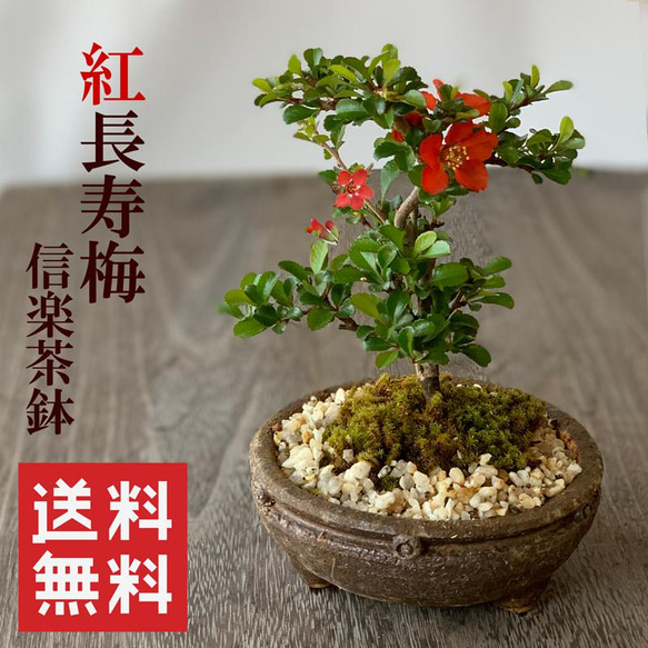 送料無料　古相馬焼　盛上げ梅小鳥花入れ・花瓶　高26.5ｃｍ 楽天市場】梅（花瓶｜インテリア小物・置物）：インテリア・寝具