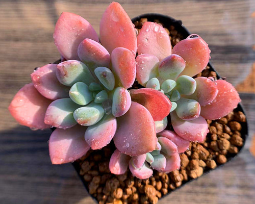 318.多肉植物 寄せ植え エケベリア属 白鷺 抜き苗 アートフラワー 多肉