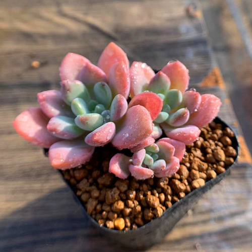 ち*え様 E-2041×35株 抜き苗 多肉植物 エケベリア サボテン 318.多肉植物 寄せ植え エケベリア属 白鷺 抜き苗 アート