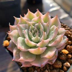 228.多肉植物 寄せ植え エケベリア属 オレンジモンロー 希少 抜き苗