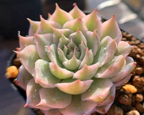 319.多肉植物 寄せ植え エケベリア属 マーガレットレッピン錦 美苗
