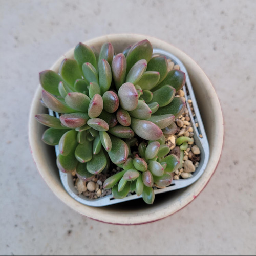 多肉植物❤ピンクルビー❤群生❤抜き苗 その他インテリア雑貨