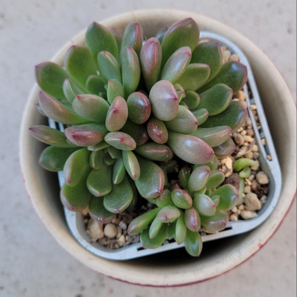 多肉植物 ピンクルルビー 群生 抜き苗 紅葉 増えやすい ❁⃘*.゜