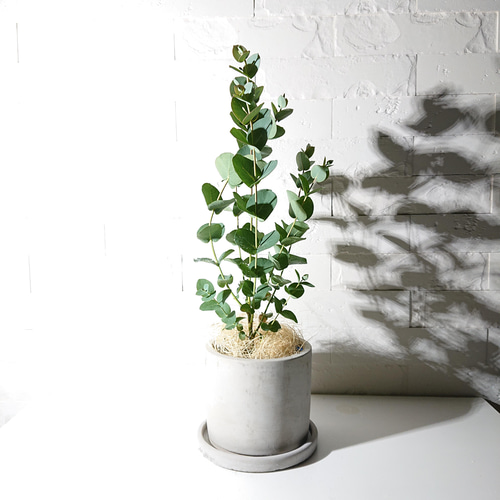 ユーカリ　グニー　鉢皿付き 観葉植物 おしゃれ ユーカリ グニー 4号鉢 たまご陶器鉢 受け皿