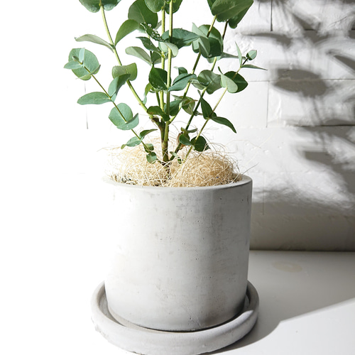 ユーカリ　グニー　鉢皿付き ○数量限定○新作○ユーカリの樹 ”ユーカリ グニー 鉢/受け皿