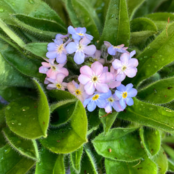 滲む花「勿忘草」スイングピアス ※チェーン長さ選択可能 5枚目の画像