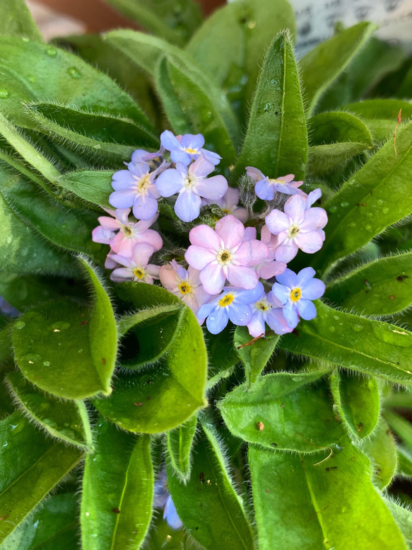 滲む花「勿忘草」スイングピアス ※チェーン長さ選択可能 5枚目の画像