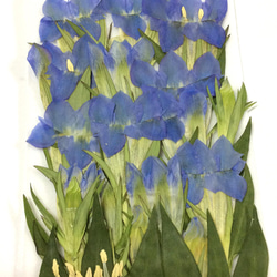 ブルーのリンドウの押し花素材 3枚目の画像