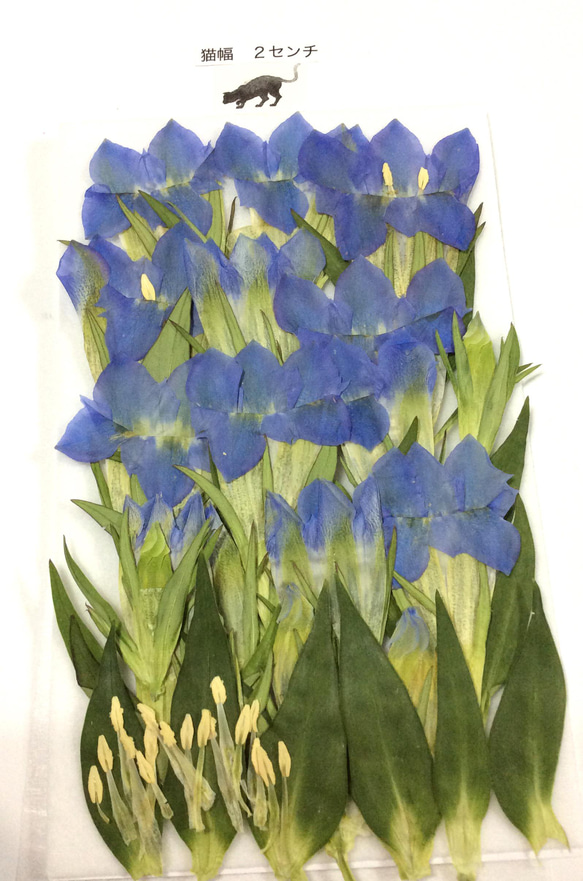 ブルーのリンドウの押し花素材 3枚目の画像